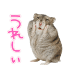 ジャンガリアンハムスターの日常.（個別スタンプ：9）