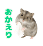 ジャンガリアンハムスターの日常.（個別スタンプ：13）