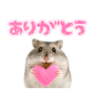 ジャンガリアンハムスターの日常.（個別スタンプ：16）