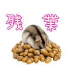 ジャンガリアンハムスターの日常.（個別スタンプ：31）
