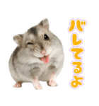 ジャンガリアンハムスターの日常.（個別スタンプ：36）