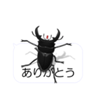 スマホの上のヒラタクワガタ1（個別スタンプ：3）