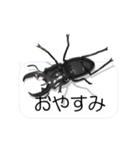 スマホの上のヒラタクワガタ1（個別スタンプ：24）