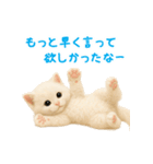 ふわもこ白猫の断り＆フォロースタンプ（個別スタンプ：30）