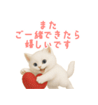 ふわもこ白猫の断り＆フォロースタンプ（個別スタンプ：34）