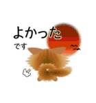色々な猫10-3 長毛-立ち耳-茶（個別スタンプ：11）