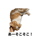 もみじねこスタンプ3（個別スタンプ：1）