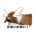 もみじねこスタンプ3（個別スタンプ：2）