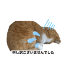 もみじねこスタンプ3（個別スタンプ：3）