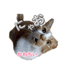 もみじねこスタンプ3（個別スタンプ：4）