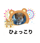 もみじねこスタンプ3（個別スタンプ：5）