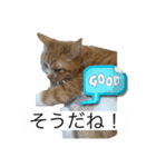もみじねこスタンプ3（個別スタンプ：6）