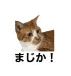 もみじねこスタンプ3（個別スタンプ：7）