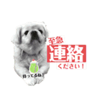 ぱるちゃんスタンプ2025  【第5弾】（個別スタンプ：27）