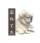 ぱるちゃんスタンプ2025  【第5弾】（個別スタンプ：31）