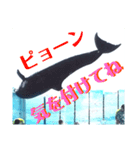 イルカショースタンプ1（個別スタンプ：3）