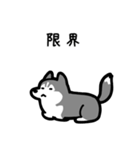いつでも使えるハスキー（灰白 黒目）（個別スタンプ：8）