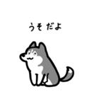 いつでも使えるハスキー（灰白 黒目）（個別スタンプ：13）