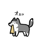 いつでも使えるハスキー（灰白 黒目）（個別スタンプ：30）