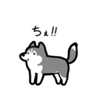 いつでも使えるハスキー（灰白 黒目）（個別スタンプ：35）