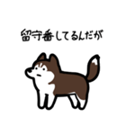 いつでも使えるハスキー（茶白 黒目）（個別スタンプ：6）