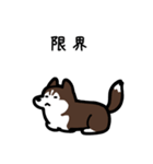 いつでも使えるハスキー（茶白 黒目）（個別スタンプ：8）