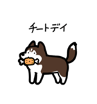 いつでも使えるハスキー（茶白 黒目）（個別スタンプ：23）