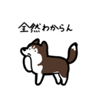 いつでも使えるハスキー（茶白 黒目）（個別スタンプ：24）
