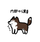 いつでも使えるハスキー（茶白 黒目）（個別スタンプ：28）