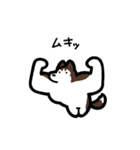 いつでも使えるハスキー（茶白 黒目）（個別スタンプ：31）