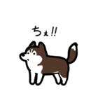 いつでも使えるハスキー（茶白 黒目）（個別スタンプ：35）