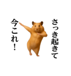 踊る！今これ界隈/キンクマハムスター（個別スタンプ：1）