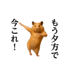 踊る！今これ界隈/キンクマハムスター（個別スタンプ：8）