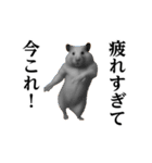 踊る！今これ界隈/キンクマハムスター（個別スタンプ：15）