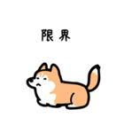 いつでも使えるハスキー（赤白 黒目）（個別スタンプ：8）