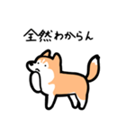 いつでも使えるハスキー（赤白 黒目）（個別スタンプ：24）