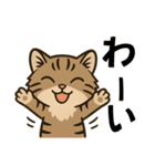ツン顔マヌルねこ（個別スタンプ：6）
