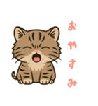 ツン顔マヌルねこ（個別スタンプ：9）