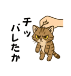 ツン顔マヌルねこ（個別スタンプ：13）