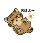 ツン顔マヌルねこ（個別スタンプ：18）