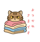 ツン顔マヌルねこ（個別スタンプ：25）
