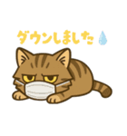 ツン顔マヌルねこ（個別スタンプ：30）