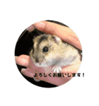 ごまいもレトオル（個別スタンプ：7）