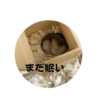 ごまいもレトオル（個別スタンプ：13）
