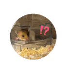ごまいもレトオル（個別スタンプ：17）