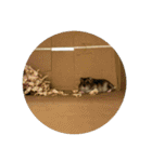 ごまいもレトオル（個別スタンプ：21）