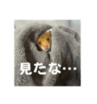 ごまいもレトオル（個別スタンプ：24）