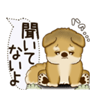 柴犬 2025 「犬の気持ち」（個別スタンプ：1）