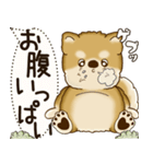 柴犬 2025 「犬の気持ち」（個別スタンプ：34）