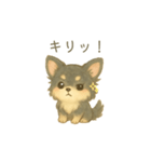 チワワのコテツさん(イラストVer.4)（個別スタンプ：8）